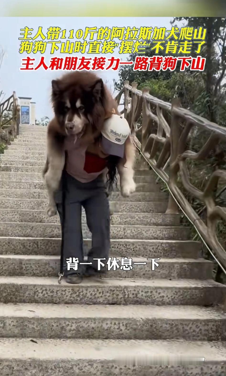 主人带110斤的爱拉斯加犬爬山，狗狗下山时直接“摆烂”不肯走了！广东一女生的