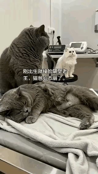 蓝猫的老婆在宠物医院生产，蓝猫一直寸步不离的陪在身边。不到从哪里来了一只白猫？也