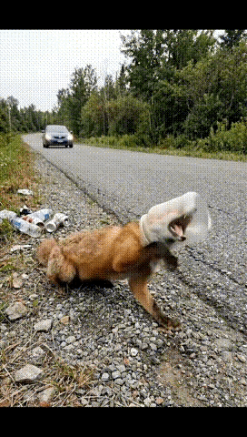 哪个缺得的干的好事