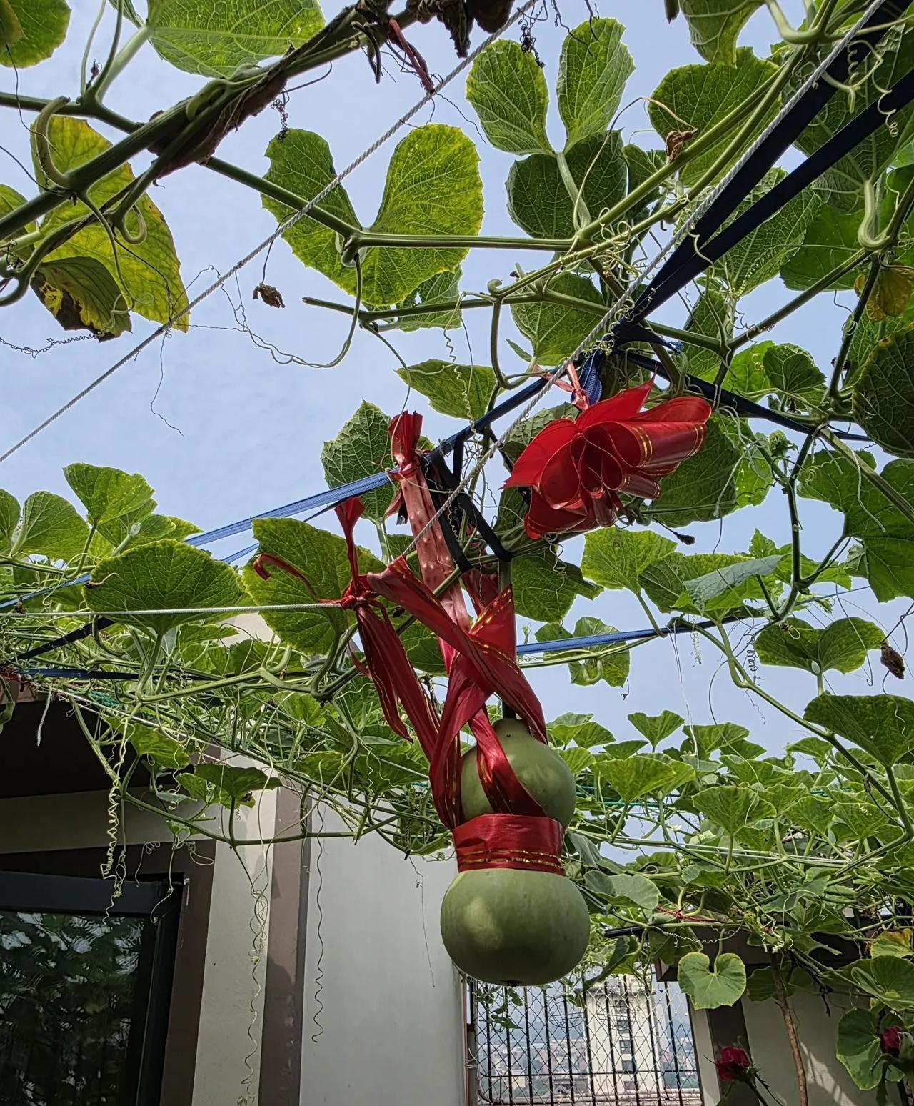 我也闹了一个大乌龙:山东省气象台又被很多人笑话了……昨天（8月5日）晚上写过一