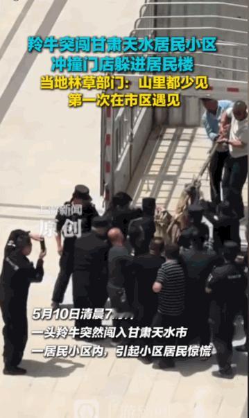 “山中无老虎，猴子称大王”，可老虎下了山、牛进了城，又算哪门子稀奇事？5月10日