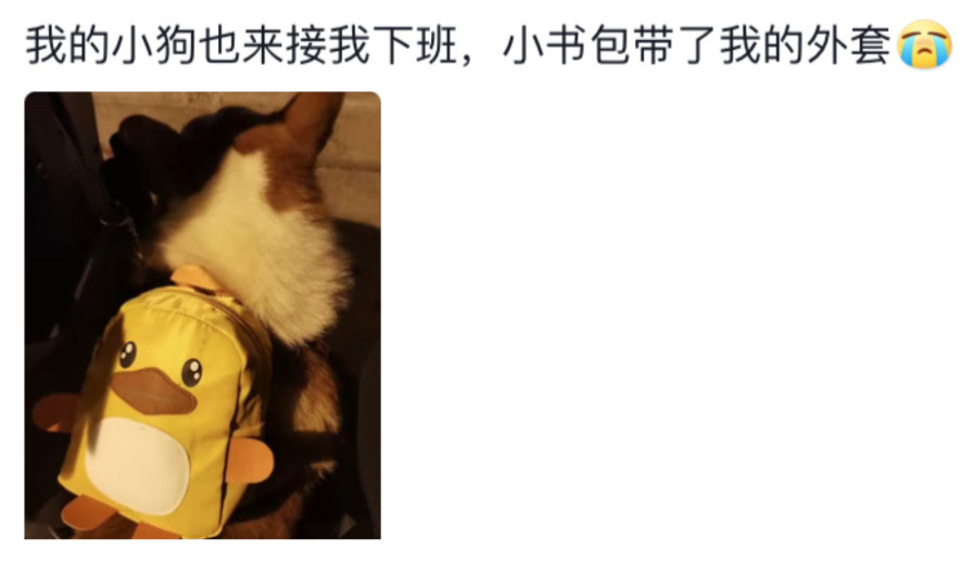 养宠人有自己的下班搭子。动物奇遇记