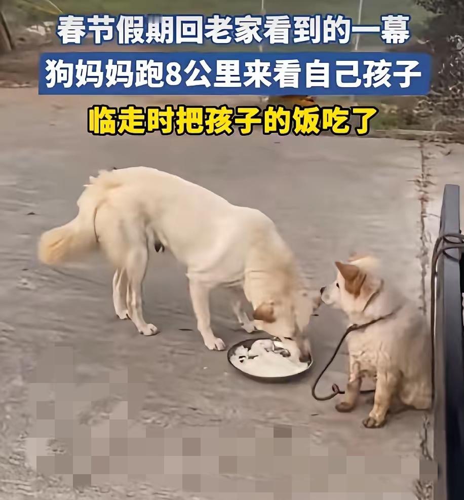 大过年被这只狗妈妈整破防又笑喷，原来母爱真的不分物种，还自带反差萌！