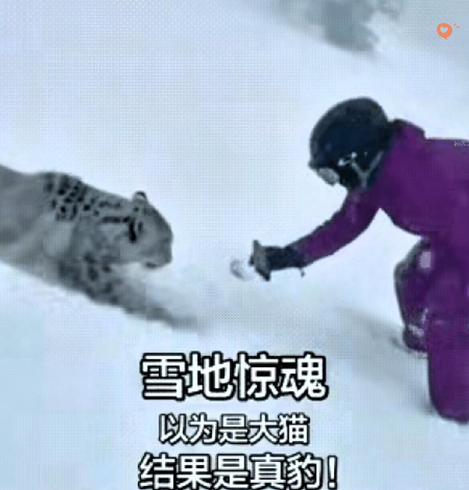 滑雪偶遇野生动物千万别瞎凑！这姑娘的经历简直是警钟敲到心坎里了！一男一女正