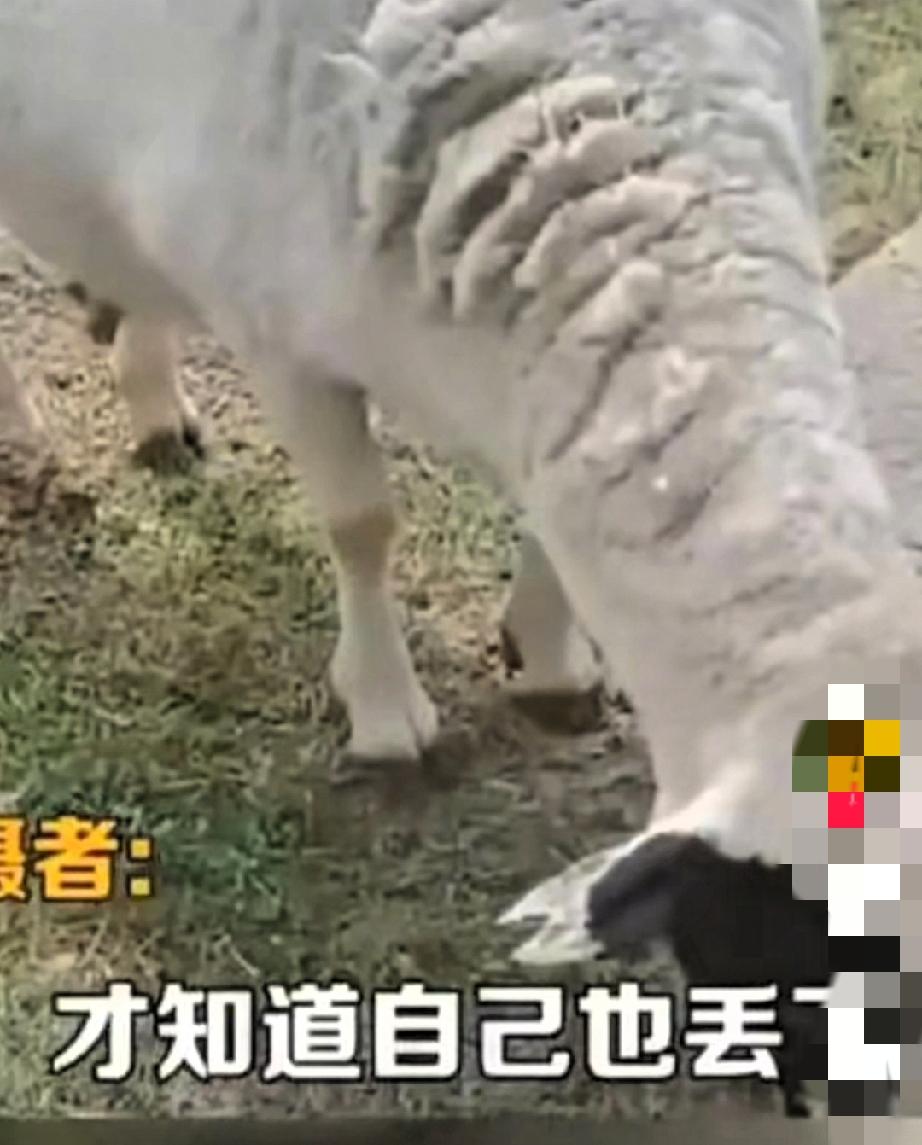 谁能想到！呼伦贝尔一只羊被困草垛30天，没水没自由居然活下来了！大姐家丢羊后找遍