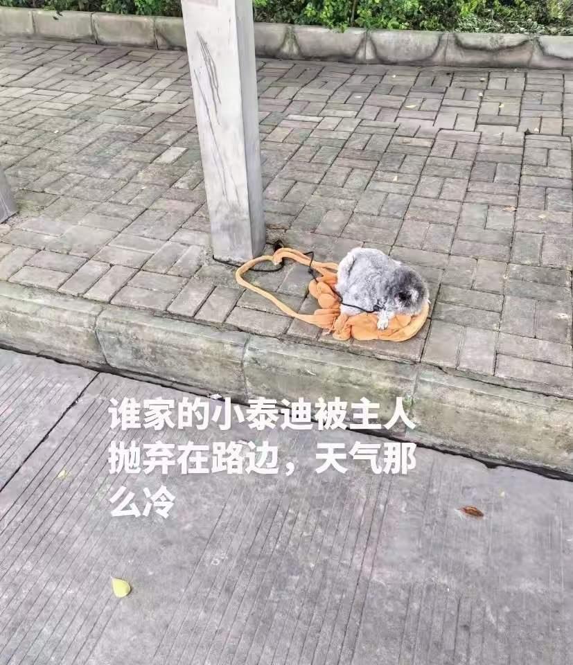 这天，一位小姐姐去公园散步，当她走到一个花坛旁边的时候，看到一只被遗弃的泰迪狗狗