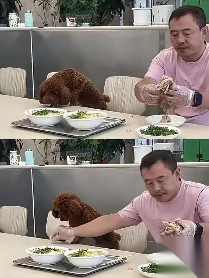 你敢信？一只泰迪搞垮了开20年的老字号面馆？说真的这锅真别甩给狗，全