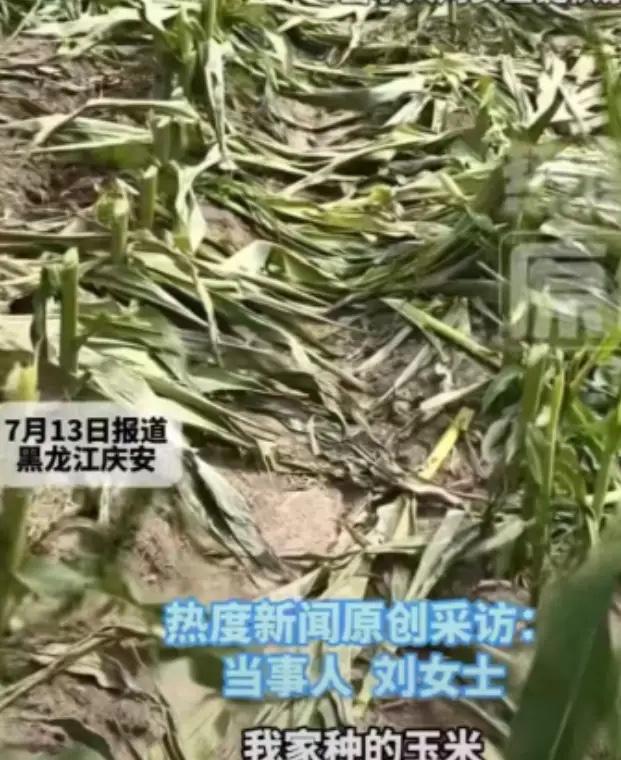 “太欺负人！”黑龙江绥化海伦市永富镇的农户刘女士，前往自家的玉米地查看庄稼，眼前