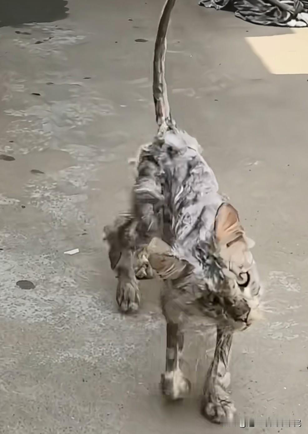 哎吆，爱生血肉吖！悲苦流浪汉变潇洒小王子了！