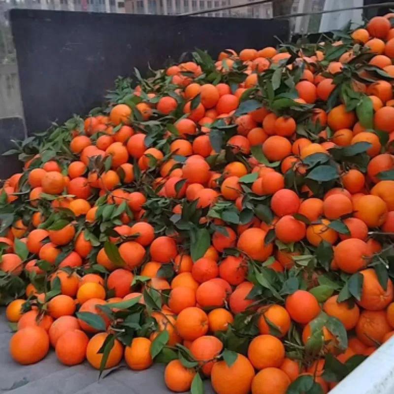 乱了！彻底乱了！整个市场乱成了一锅粥！近日，网上大规模出现货车司机摇身一变成为