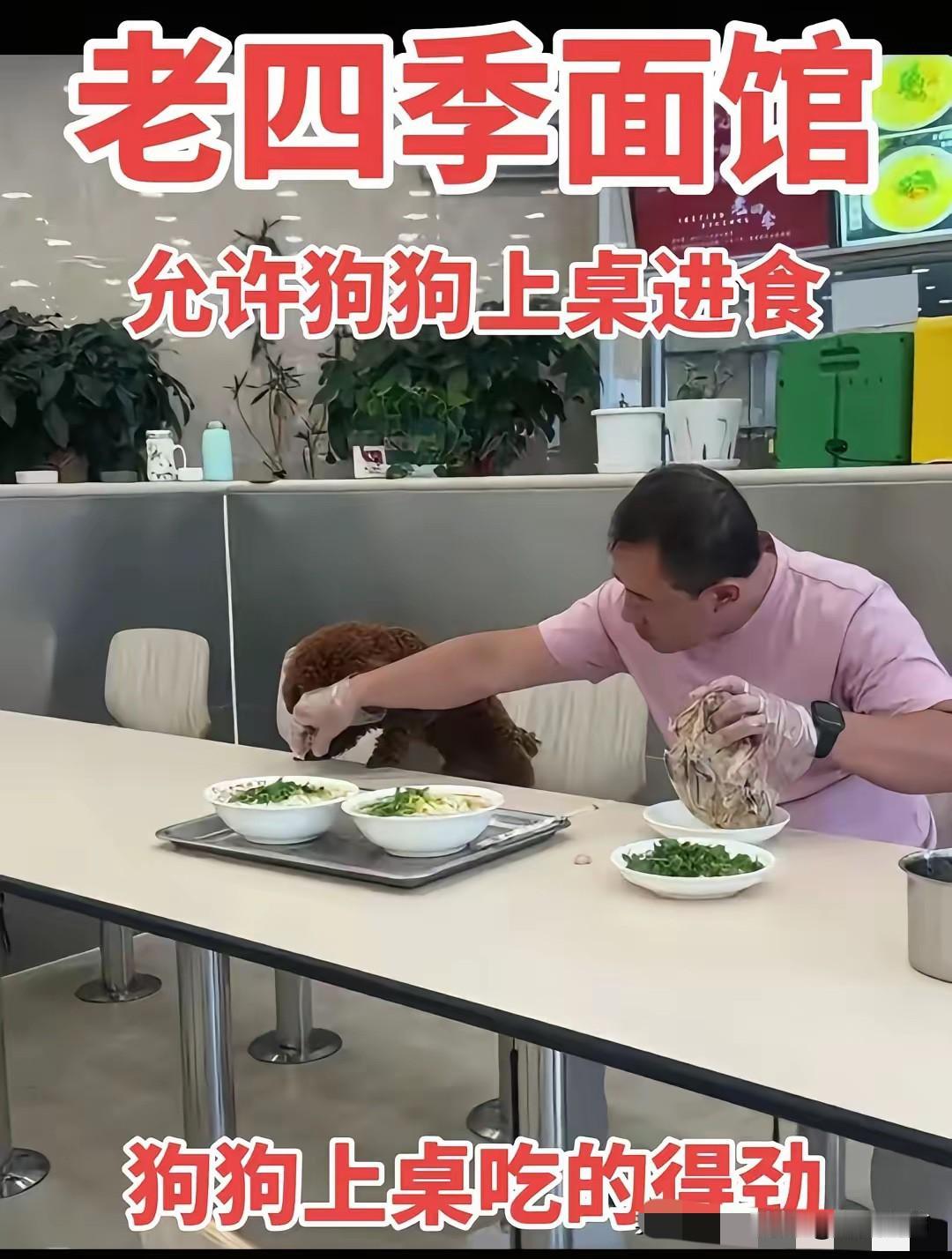 “狗进饭店”的风，终于刮到了沈阳。沈阳老四季面馆这下遭殃了，之前就有不少饭馆因为