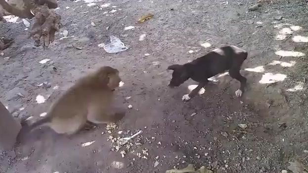 超级搞笑 猴子VS狗 搞笑视频笑死人