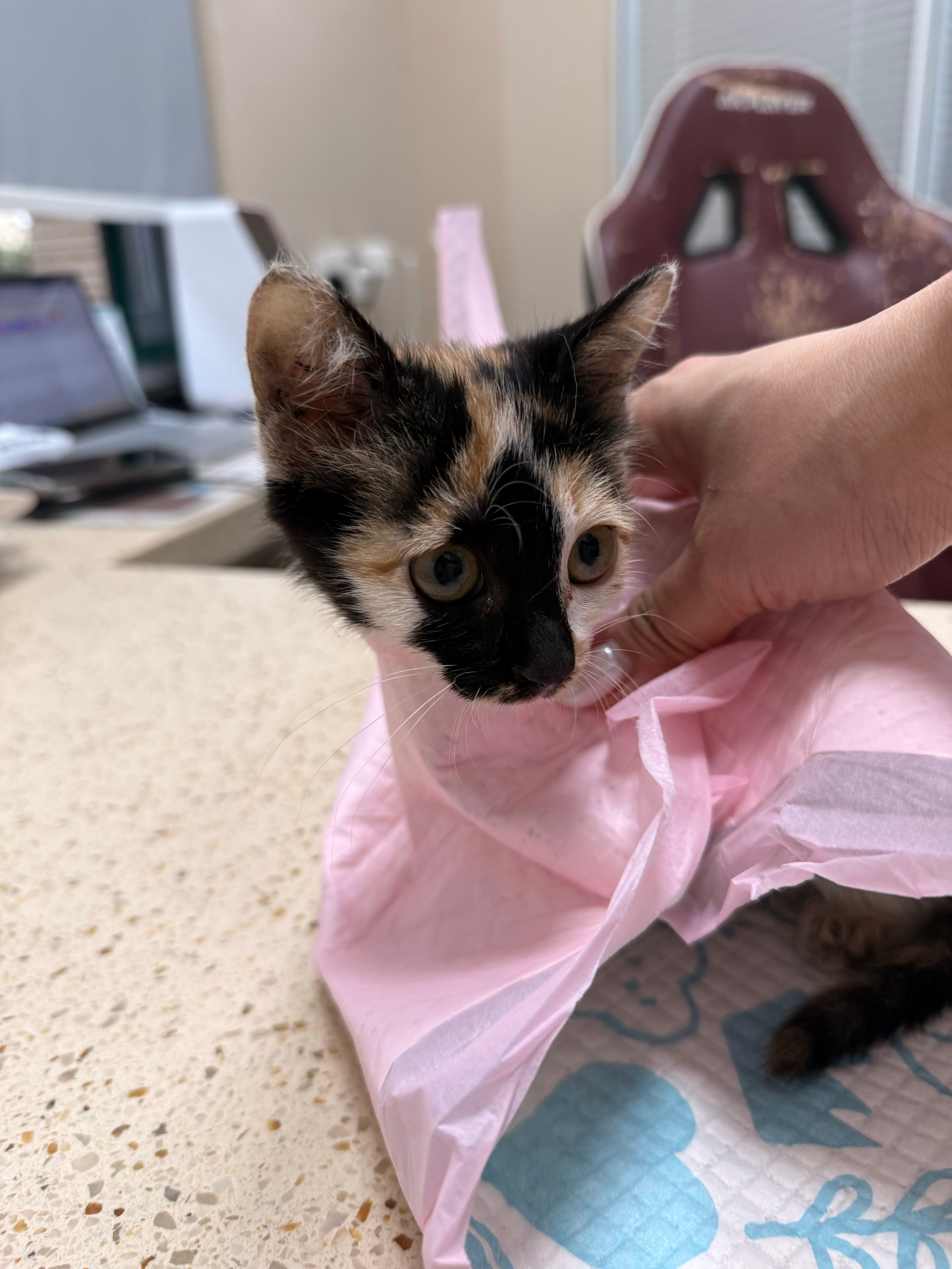 我又来给小咪找领养啦！！！上周捡到的一只小猫，目前脚脚上的伤口恢复良好，今天打了