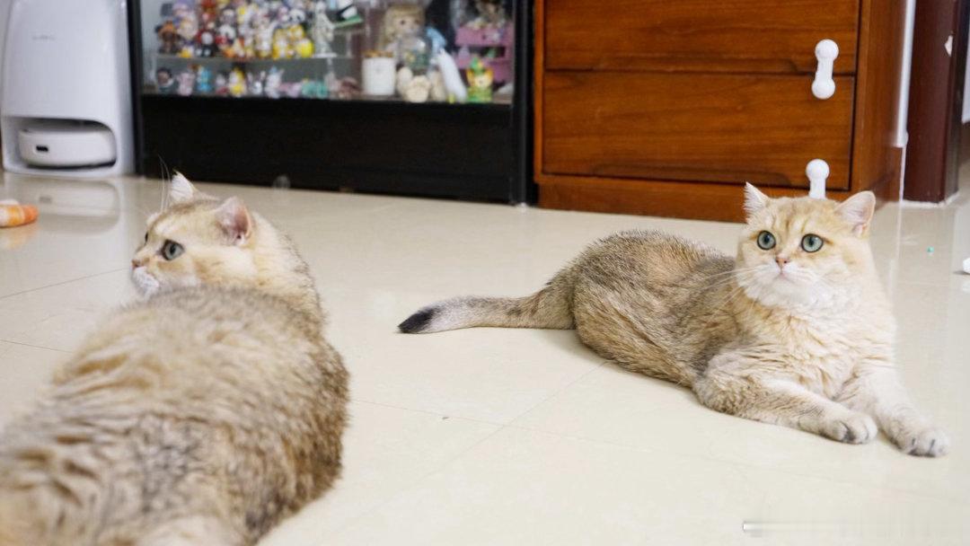 父女猫萌宠猫咪