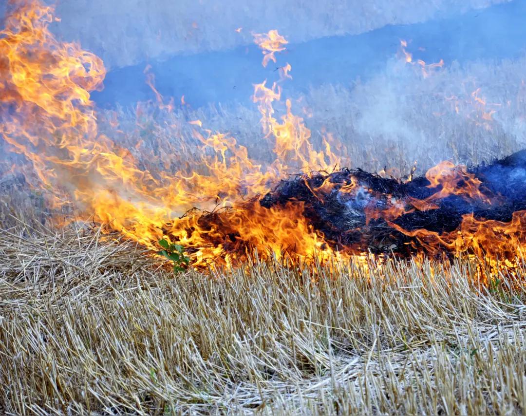央视3月29日发布近5个月调查：黑龙江、吉林等地禁烧区（机场、高速、公铁沿线）秸