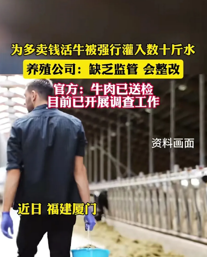 惊！厦门注水牛窝点屡罚不改