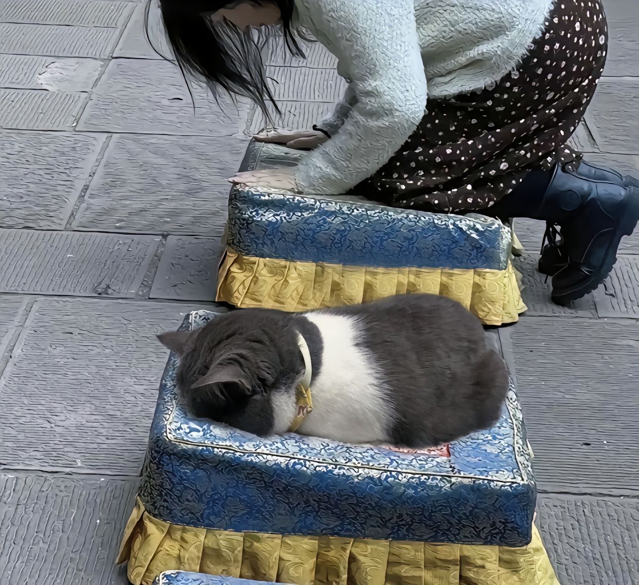 猫：只要我够虔诚，罐罐神一定能听到我的肚肚声