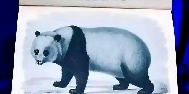 1936年，一美国女子携熊猫出中国，海关问：这是什么？她说：小狗1936年的深