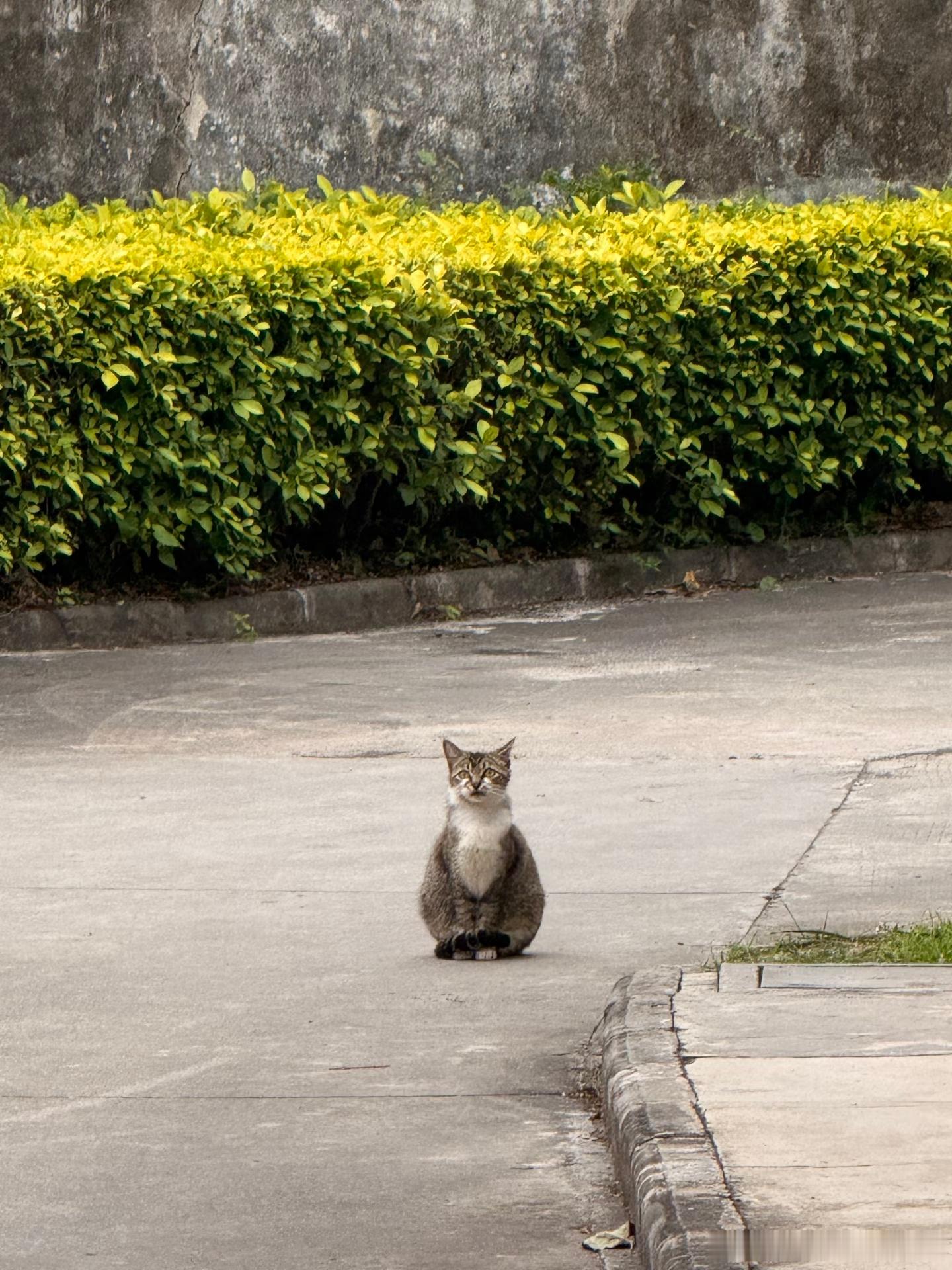这就是梨型身材的猫吧