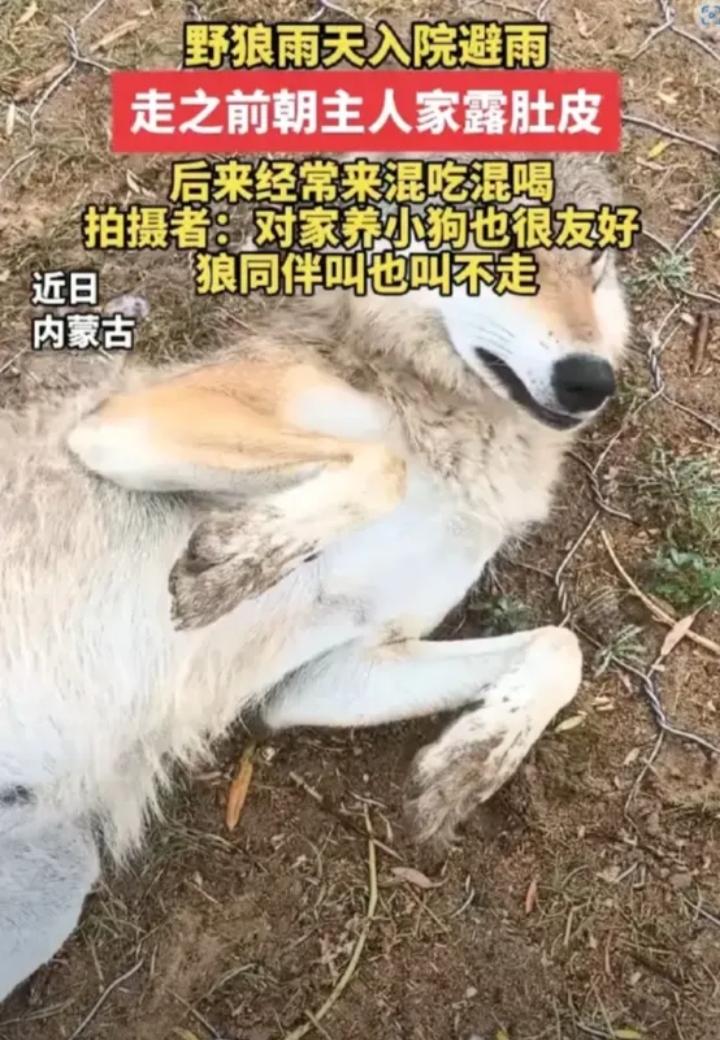 近日全网刷屏的内蒙古锡林郭勒野狼蹭饭事件，完整后续来了！一开始大家都被狼上门讨肉