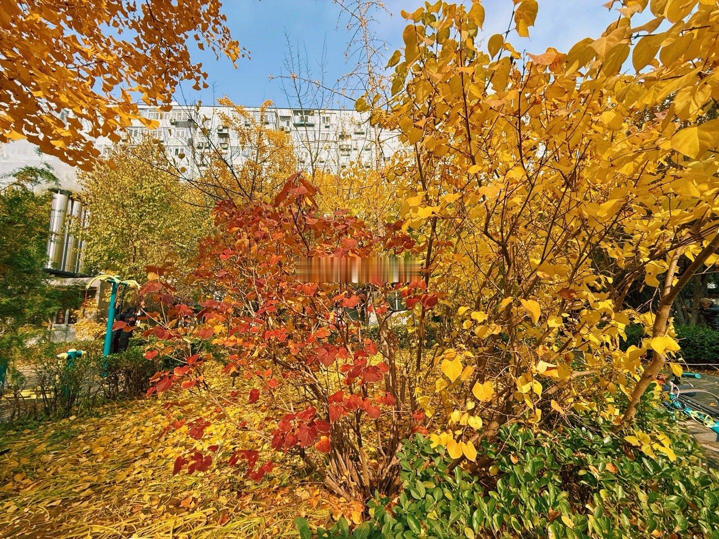 北京的秋天处处有彩叶摄影