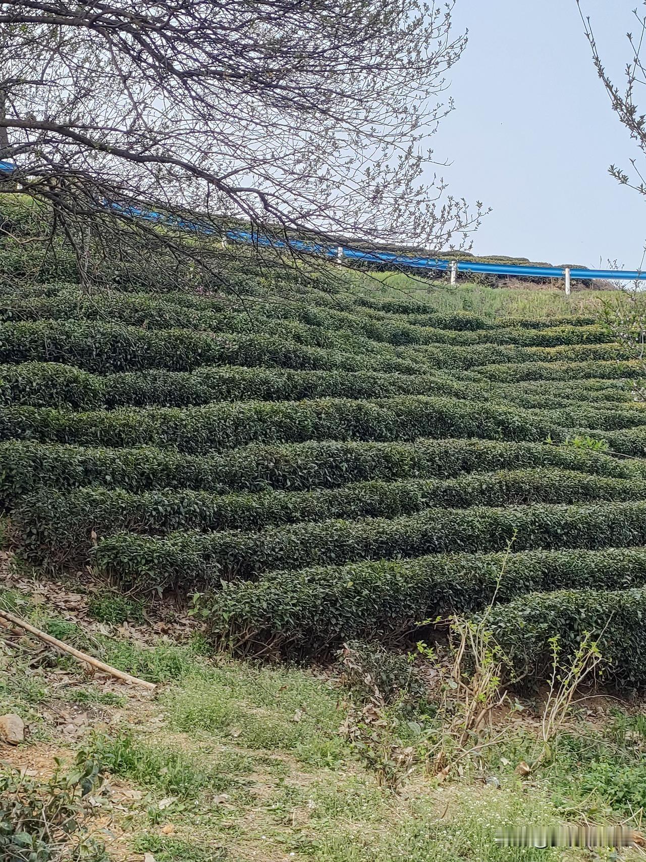 信阳毛尖开采了，刚把家农活干完，连夜来山里采茶叶，第二天就上山了，上午采了一斤