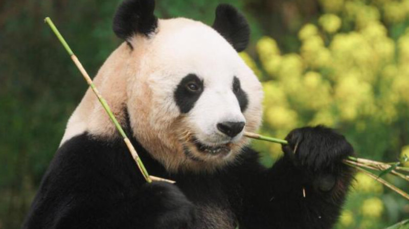 韩国再次要求引进大熊猫，中方态度十分谨慎，毕竟丫丫成惨痛的教训！近日，韩国国会议