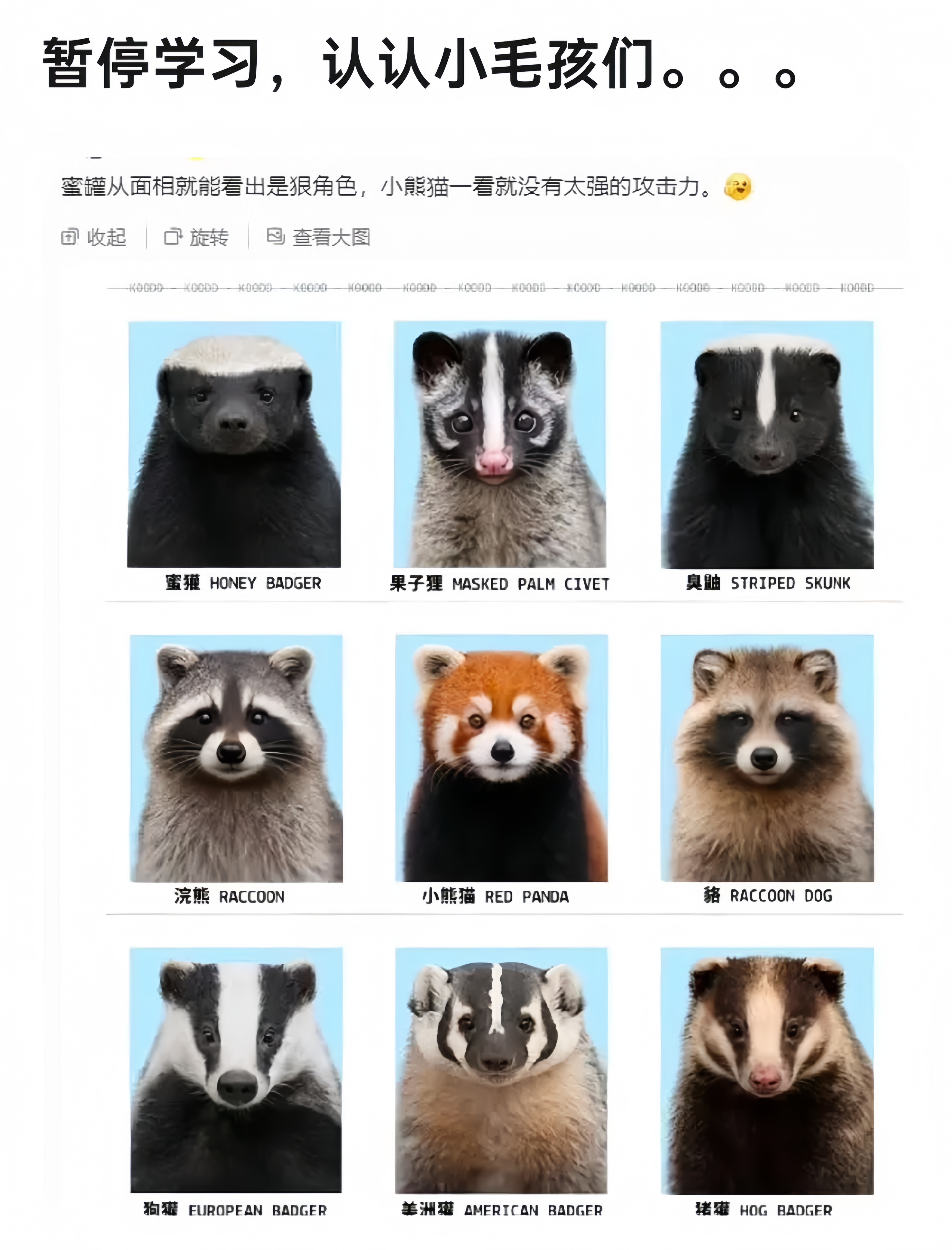 平头哥的头，真的很平