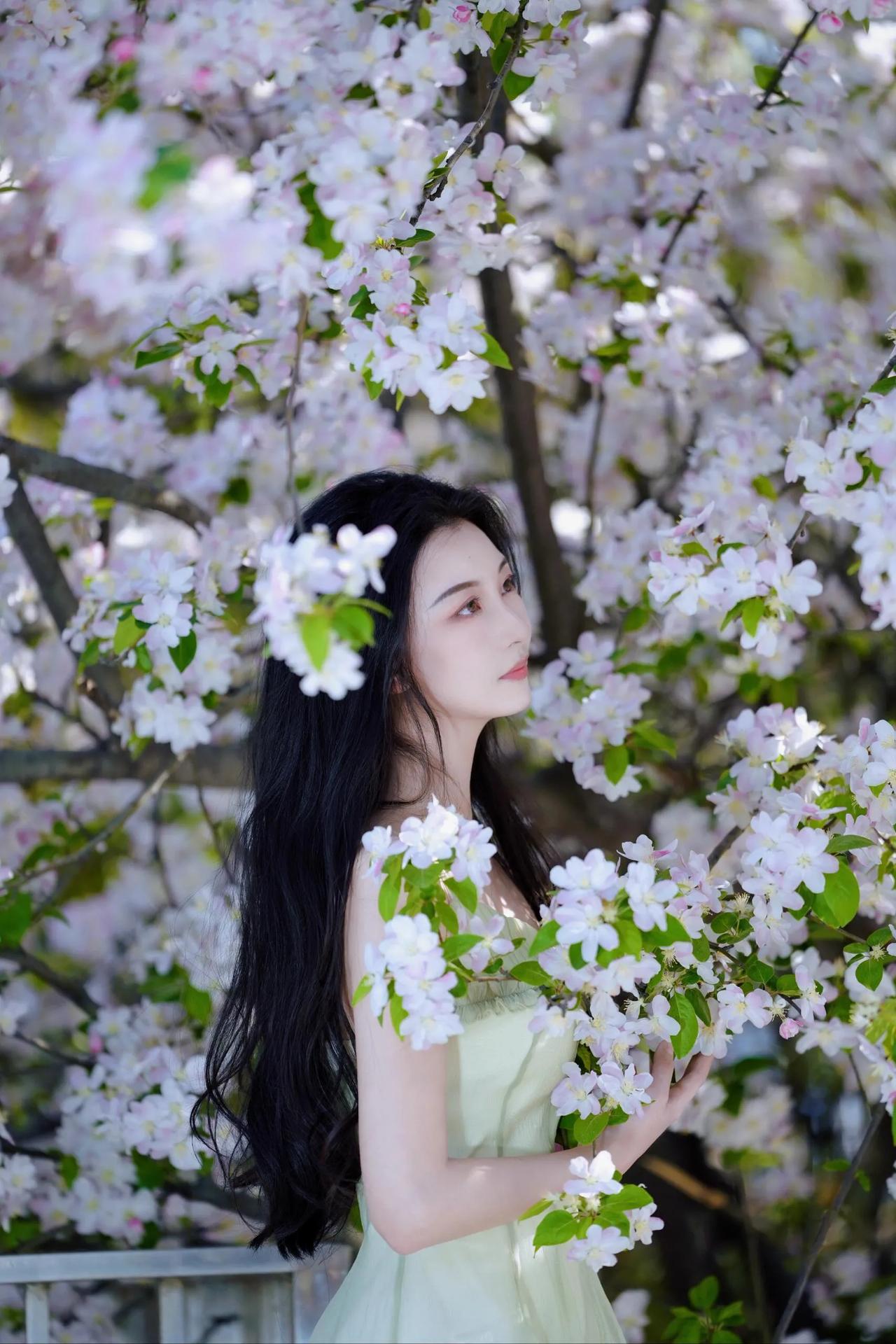 樱花树下