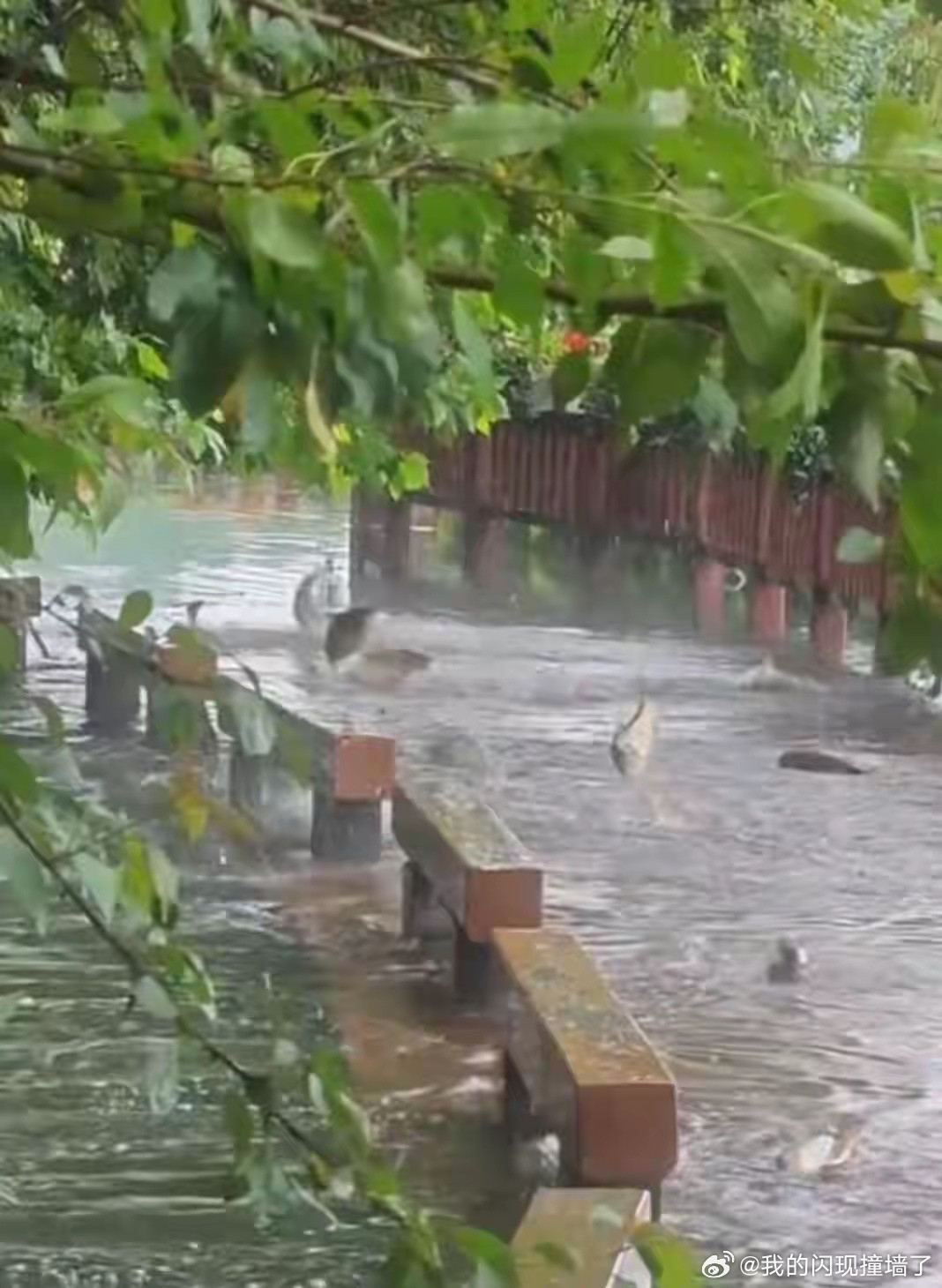 长沙大雨后大鱼跳上公园栈道长沙大雨后，年嘉湖的大鱼集体“越狱”！栈道上全是活蹦乱