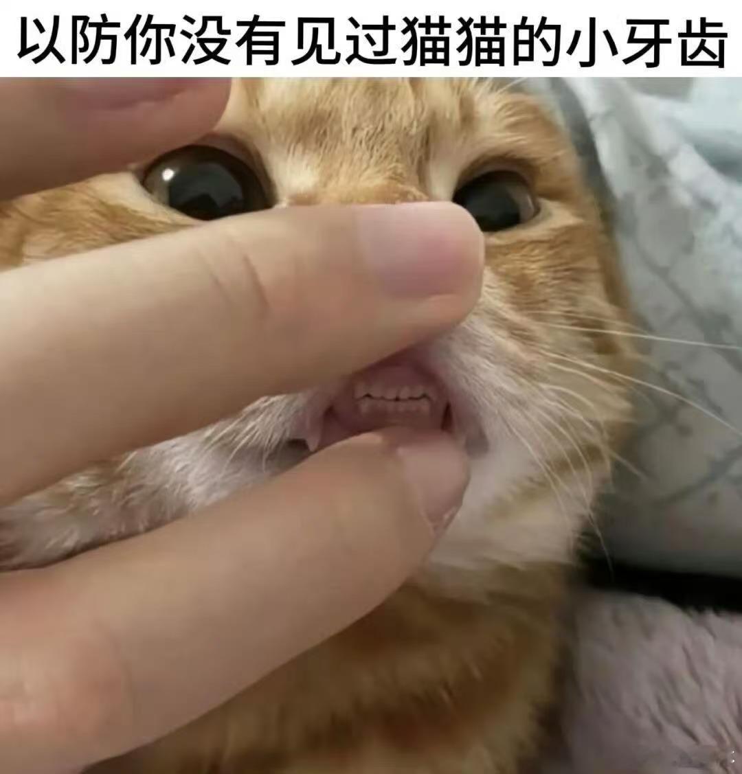 😬memes迷译图