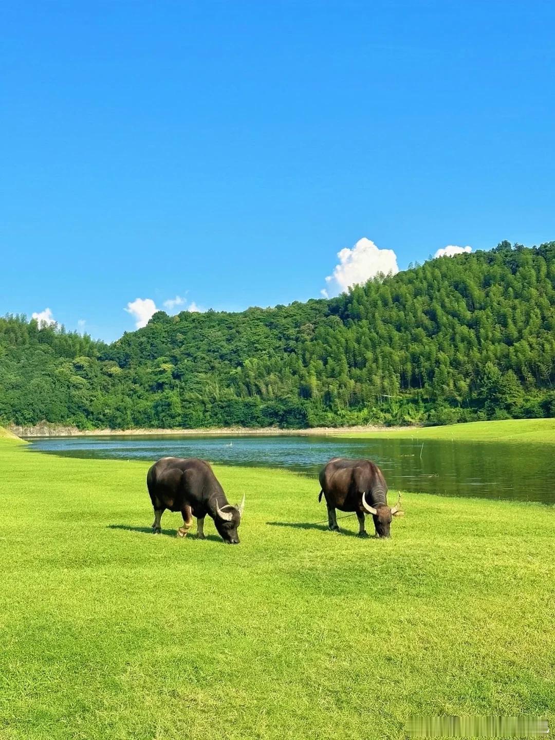 安吉把夏日清凉集齐了！卧虎藏龙万亩竹海自带降温buff，云上草原看云海、玩悬崖