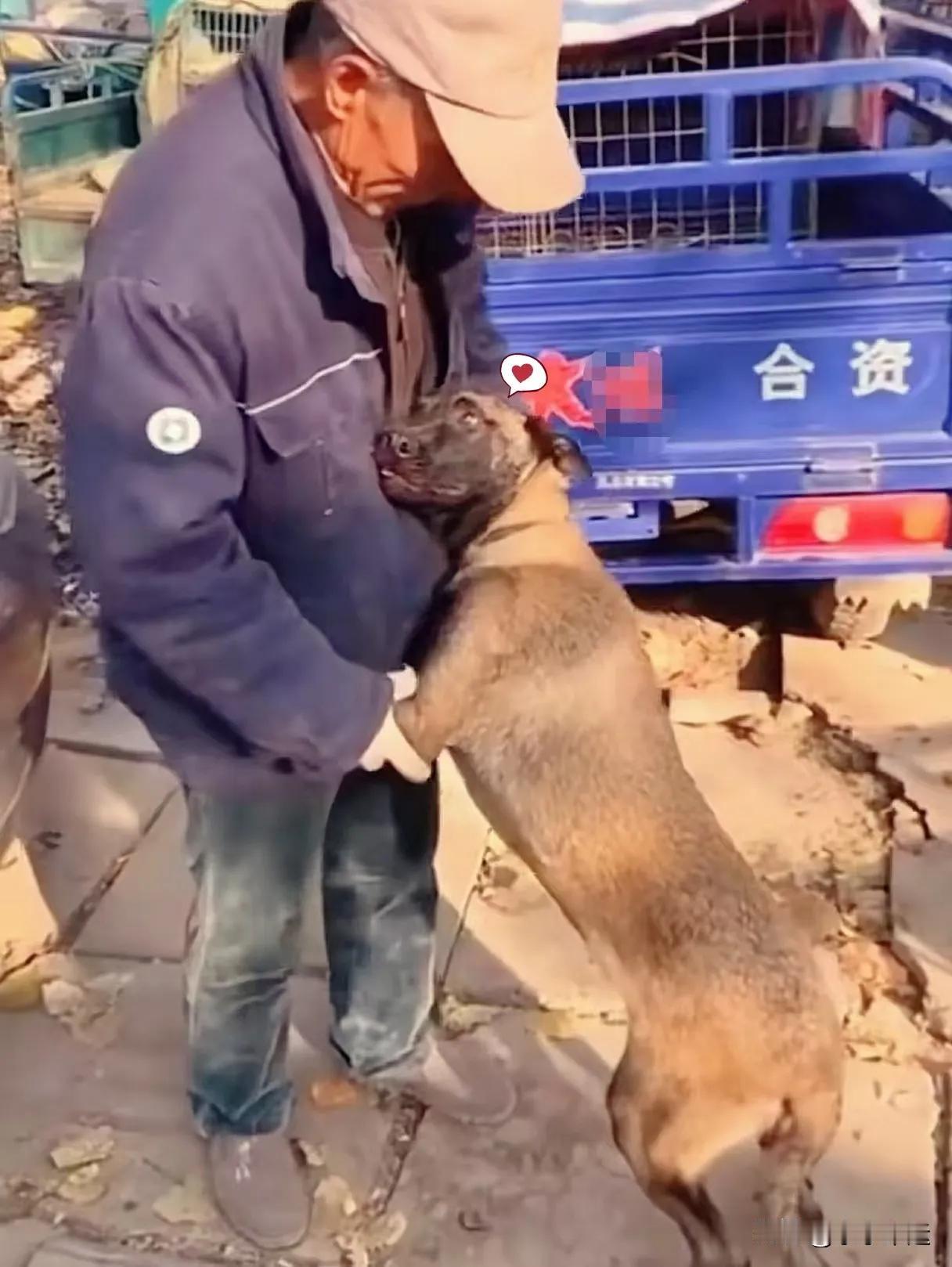 狗狗兢兢业业的看护了两年的羊群，大爷今天把它带到宠物市场卖给了狗贩子，大爷要走的