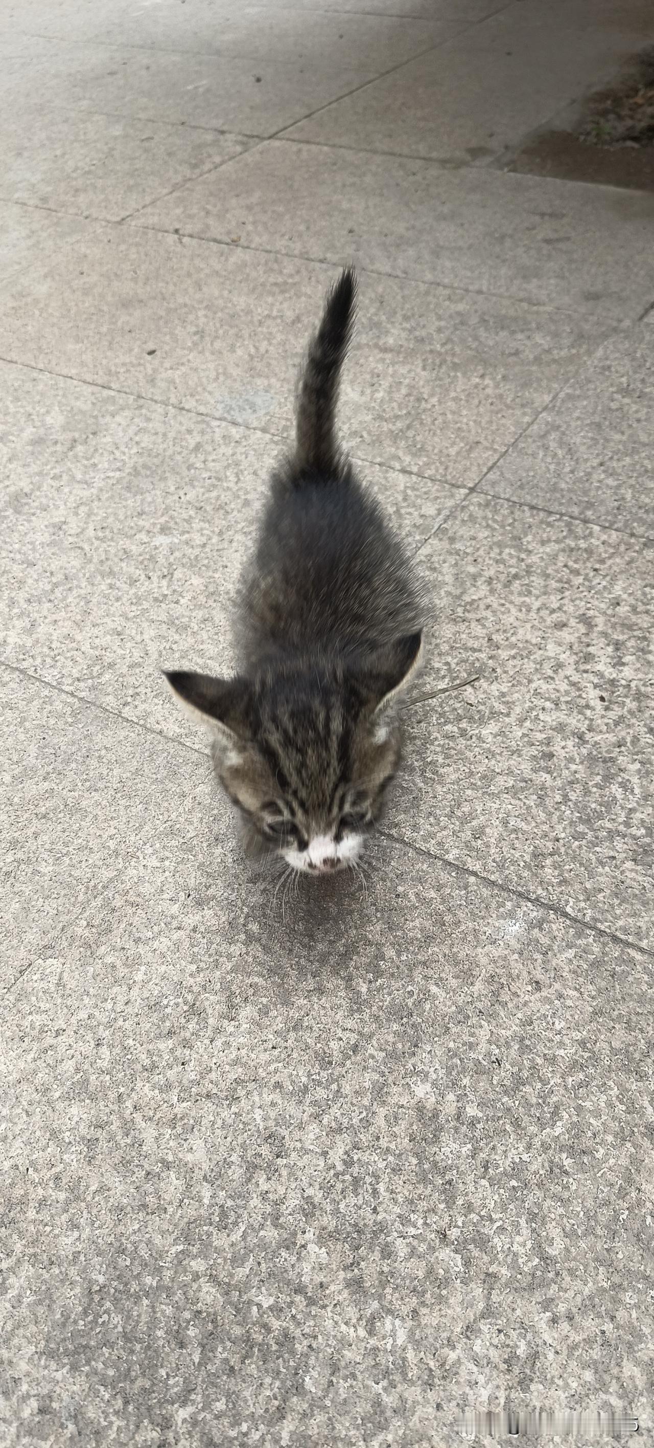 今天出去玩，在一个寺庙里，遇见了这么一只可爱的小猫咪。小猫咪就这么一点点，叫的