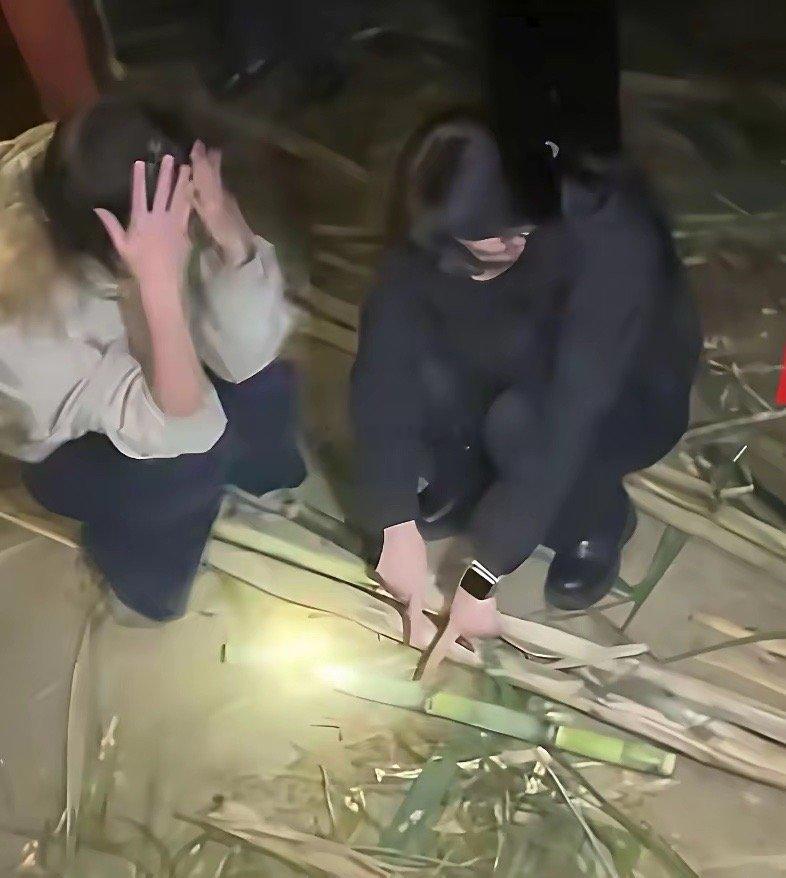 四川眉山的“偷甘蔗游戏”直接爆火全网，每天晚上几百号人摸黑下地，NPC带着狗追得
