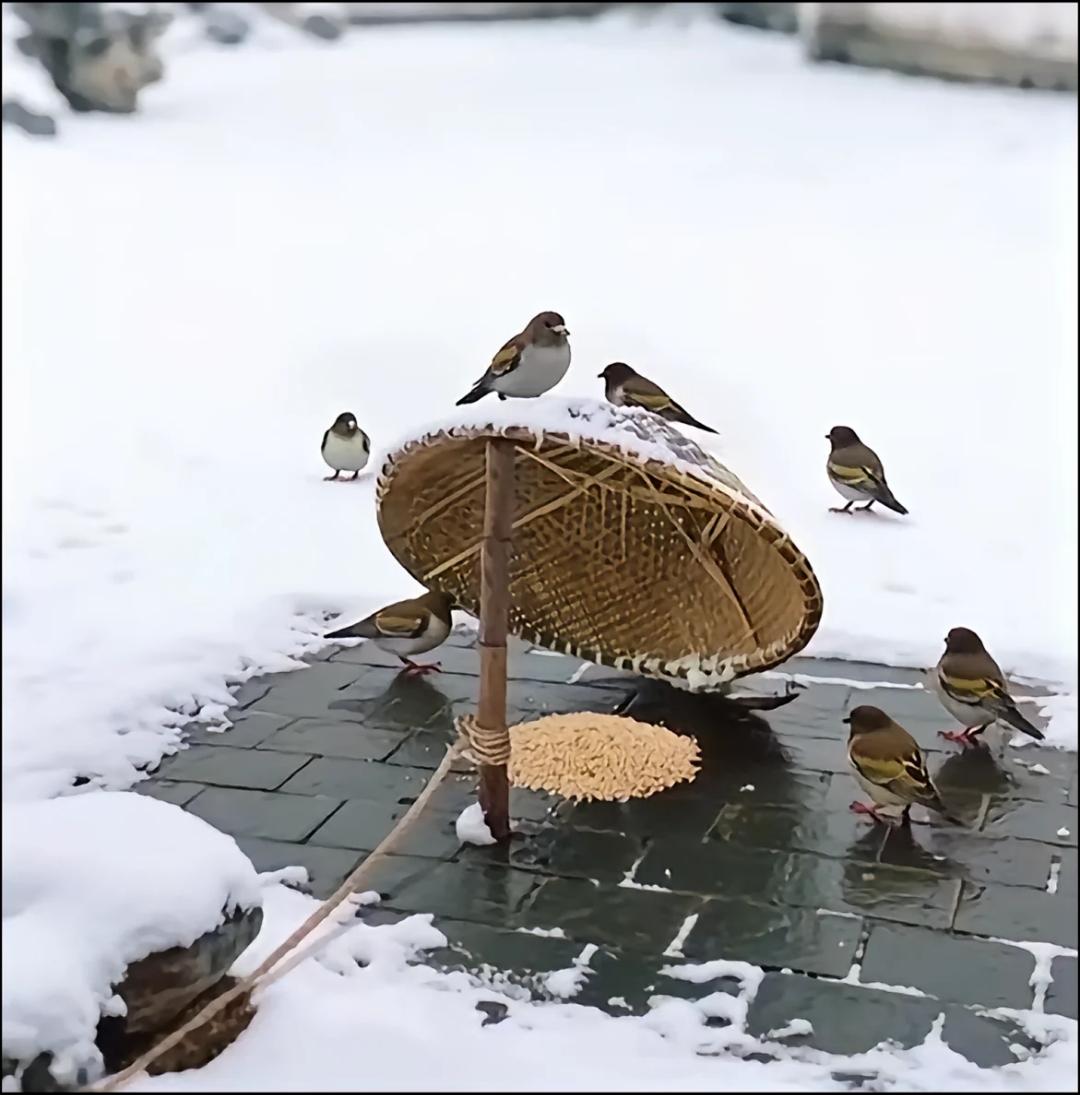 多机构宣传金价会涨，银行才最大持有黄金的机构，全球风险显著缓解，金价可能回吐到合
