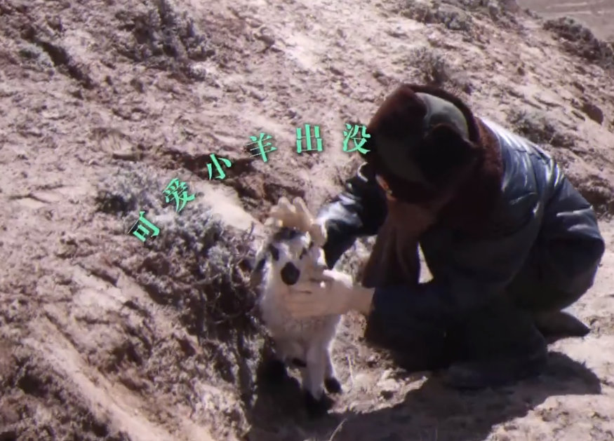 杨紫抱羊合照杨紫给小羊取名生生杨紫抱羊合照，杨紫给小羊取名生生，是白菊与小羊“