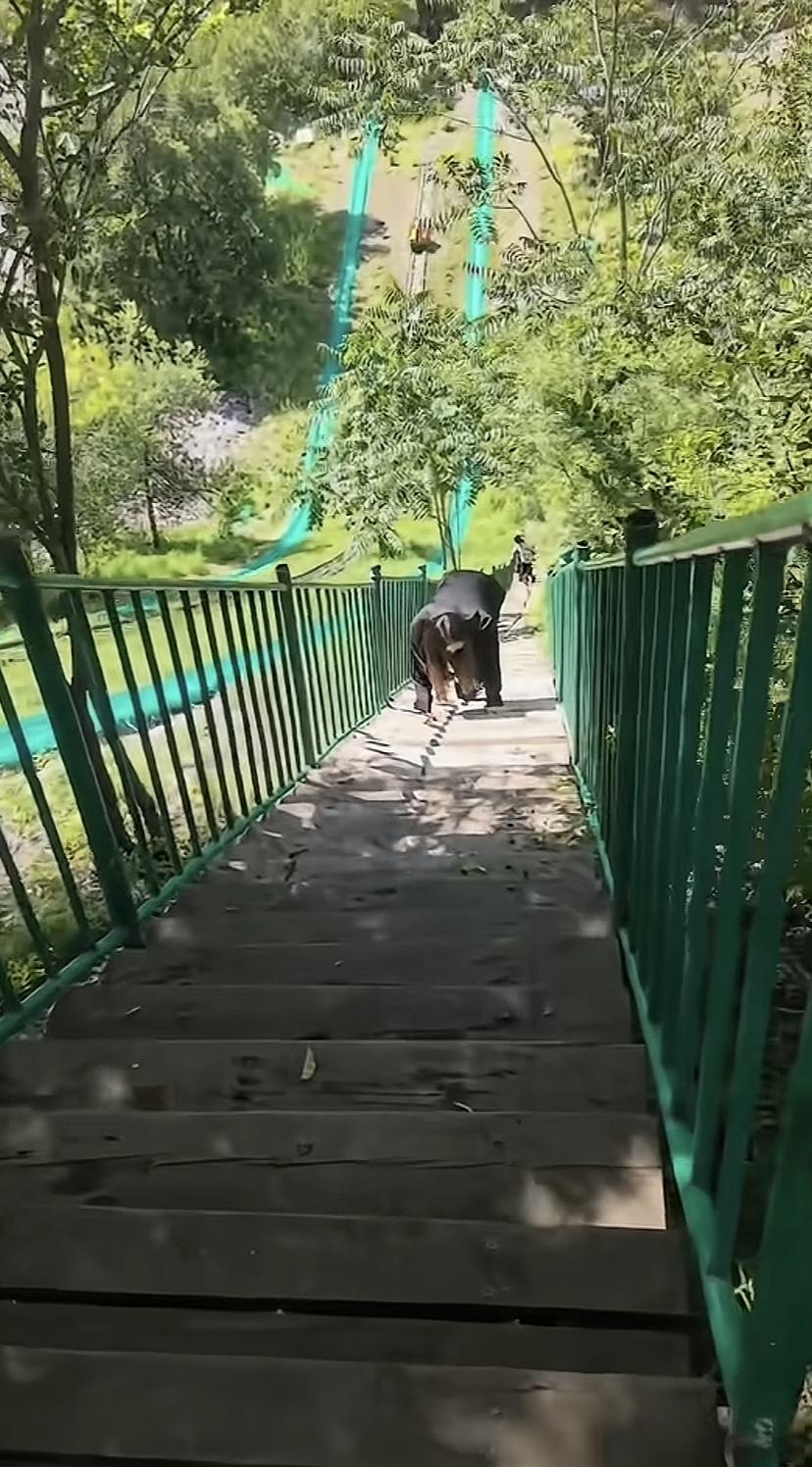 第一看看成狗熊的举个手。[捂脸哭]这个姑娘太有才了，这样爬台阶，不抬头，谁能看出