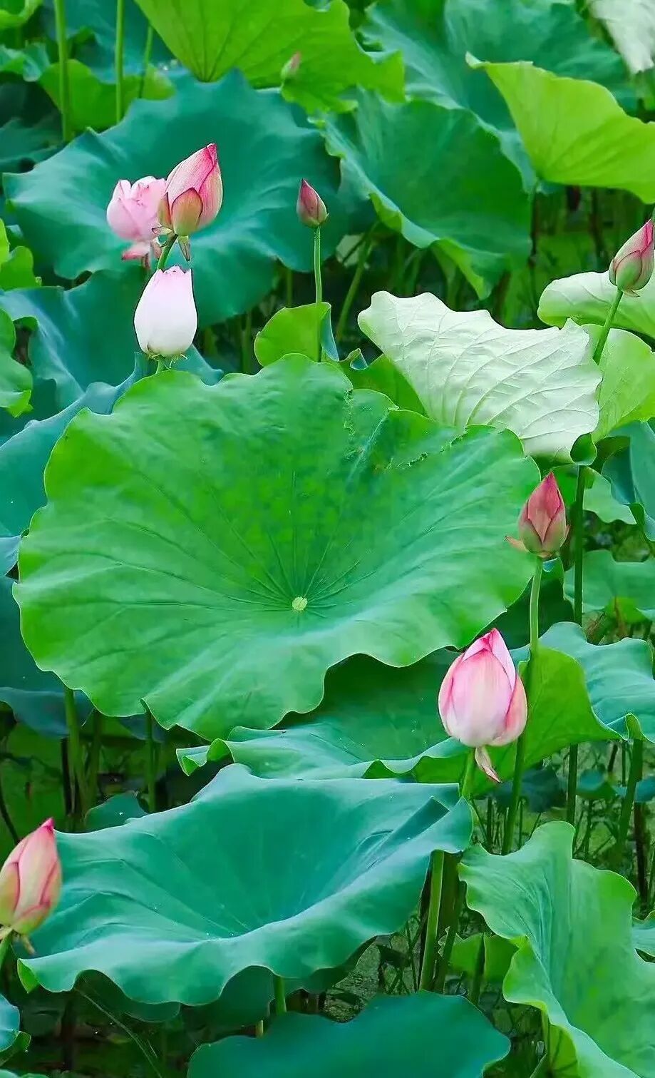 谁能拒绝婺源夏日限定的荷塘古建氛围感。整片荷塘绿意漫溢，荷花错落舒展，风姿清雅。