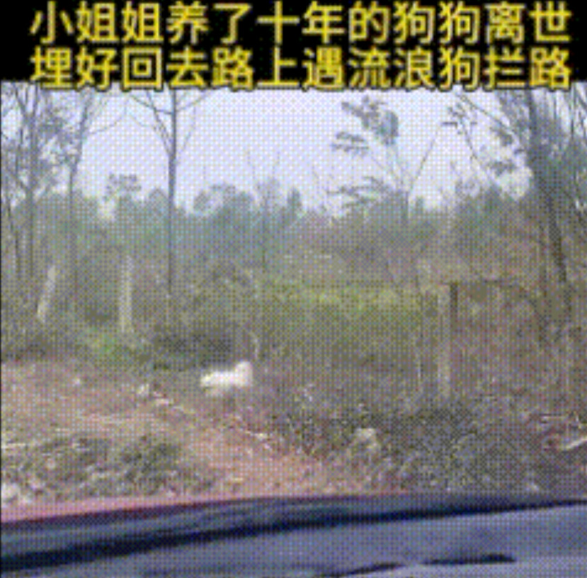 “冥冥之中，可能真的有定数！”张女士（化名）埋葬完陪伴自己10年的爱狗之后，中途