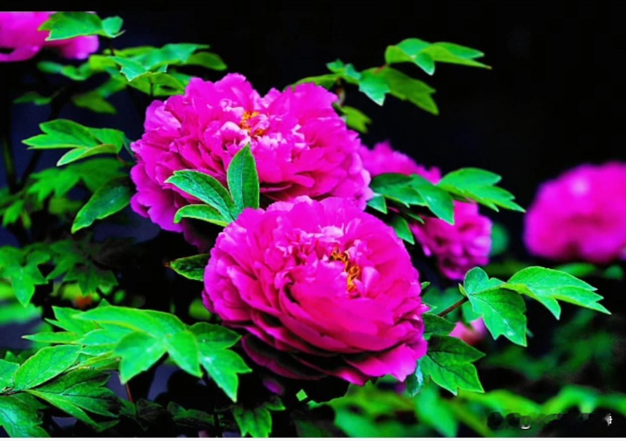 牡丹花开，平安富贵!唯有牡丹真国色，花开时节动京城。牡丹，花中之王。各种各样