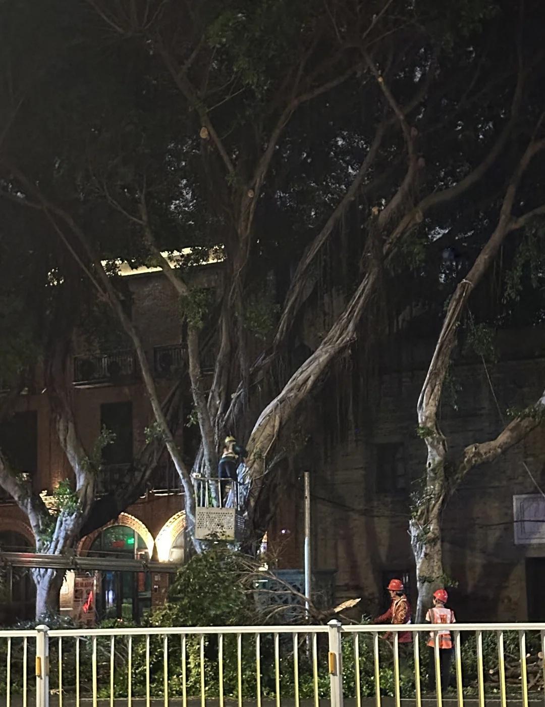 福州为什么一直在砍树啊？？？？福州