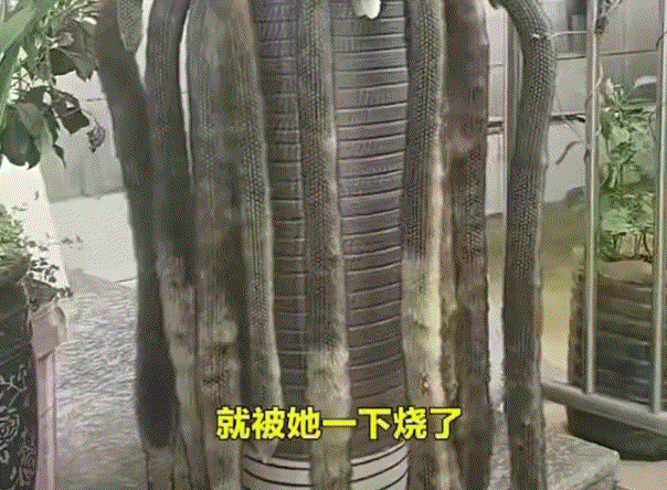 哭笑不得，云南昆明，一男子这天才把自己养了多年的多肉植物“九尾狐”，给好好打理一