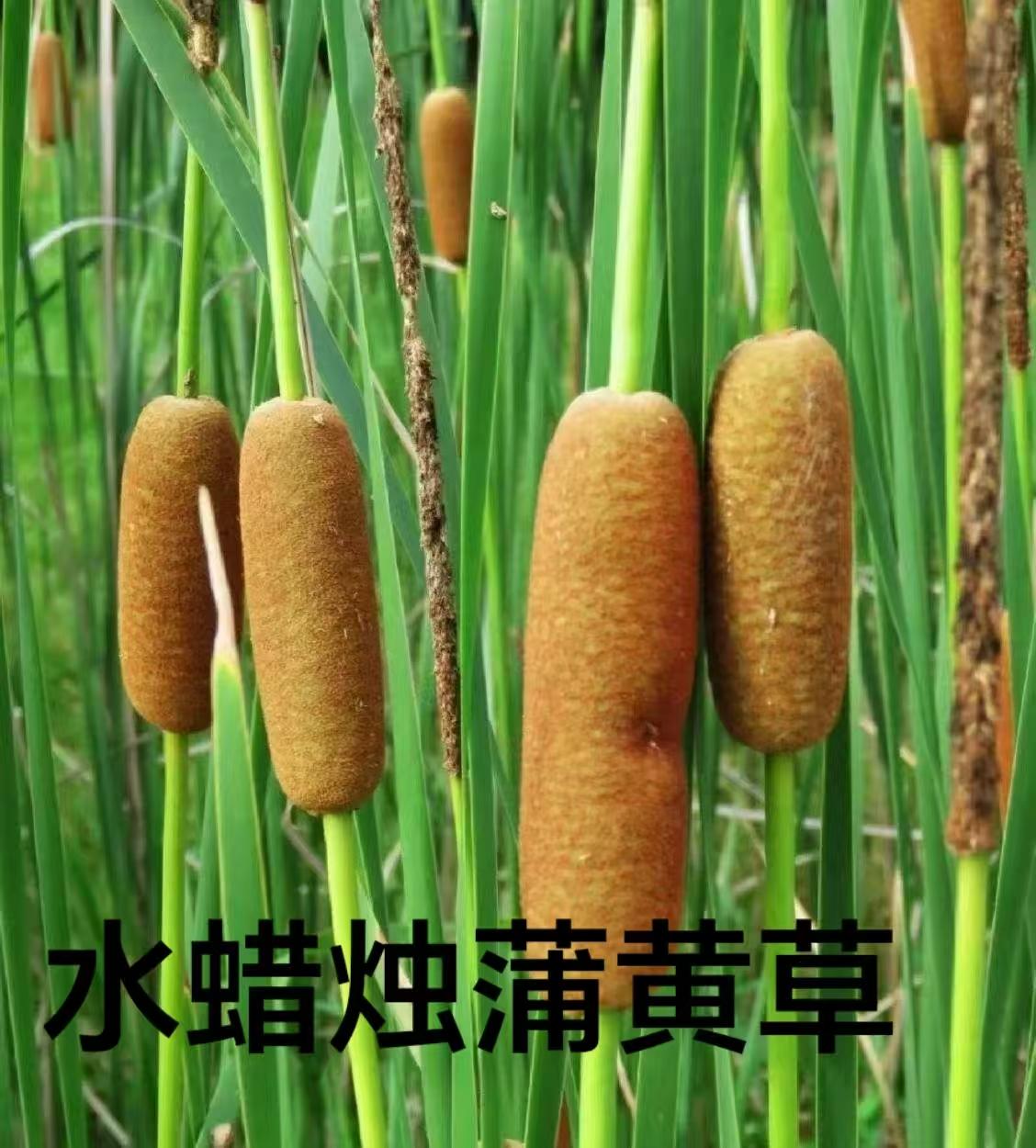 健康小常识：人“控制不住看手机”并非单纯意志力薄弱，而是身体和谐被打破后的外在