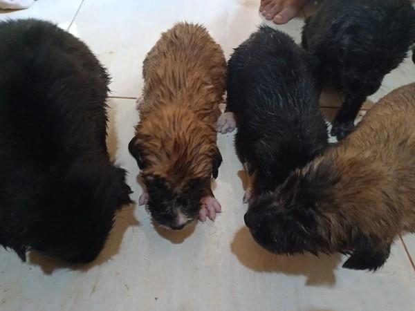 从井里捞出五颗泥球，洗干净后发现竟然是五只小奶狗！不知道小狗们已经在井里困了多久