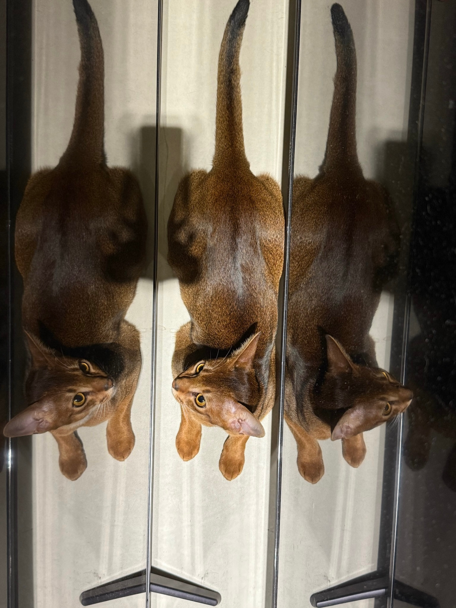 影流之猫​​​