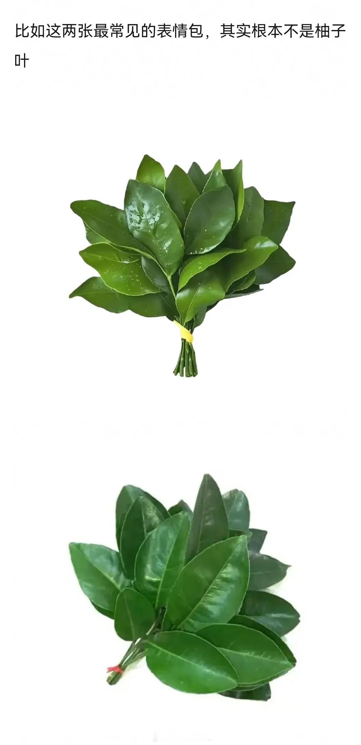 发现一个冷知识，常用的“柚子叶”表情包其实那并不是柚子叶我们常用的柚子叶表情包去