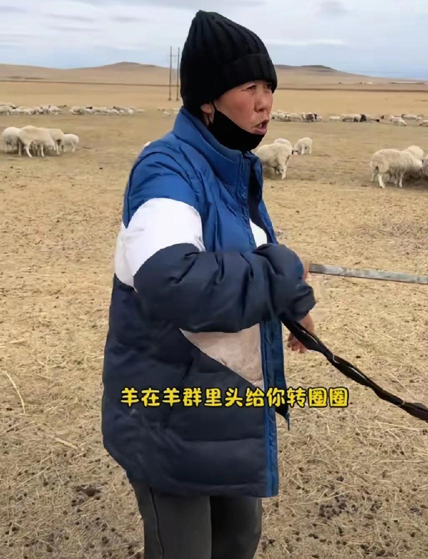 在内蒙古放牧1000多只羊的一位大姐告诉网友，千万不要去帮内蒙古那个老板放羊，