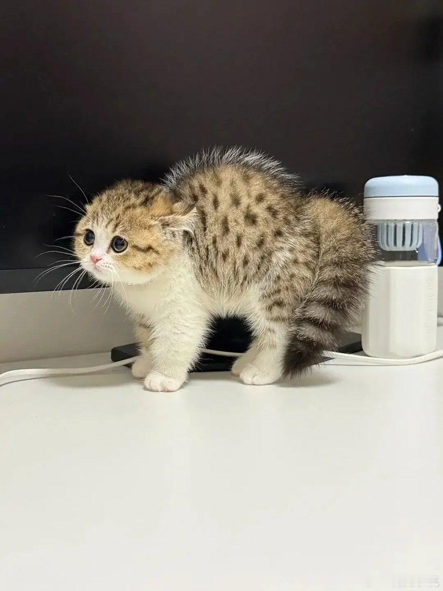 遇见大个子猫咪，直接吓成小海胆宝宝🐱一开始睁圆大眼睛小心翼翼对视，下一秒直接弓