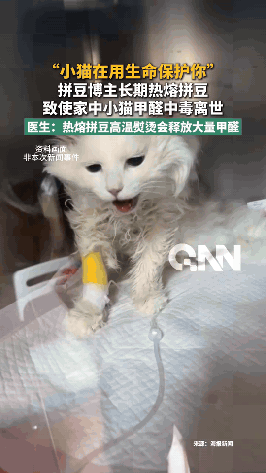 拼豆博主长期密闭室内熨烫热熔豆子，释放甲醛毒气，家中小猫中毒离世。人做完手工